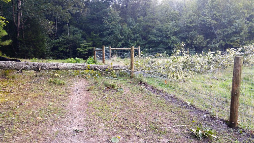 Who's responsible for a tree on a fence?