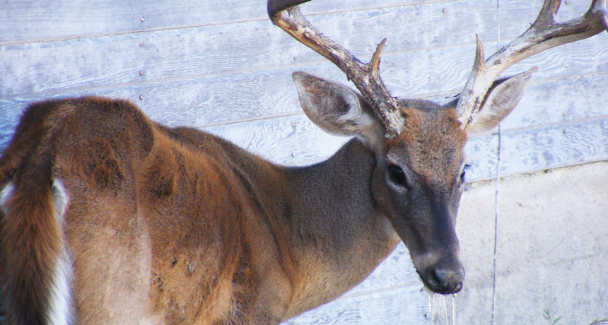 How does CWD Spread between deer?