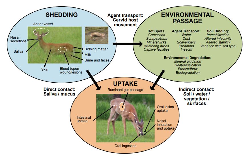 Conceptual model of CWD transmission.