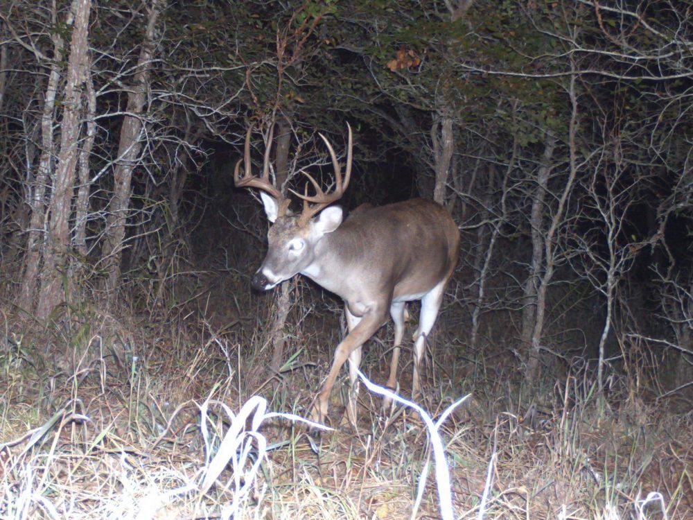 Game Cameras for Deer Management