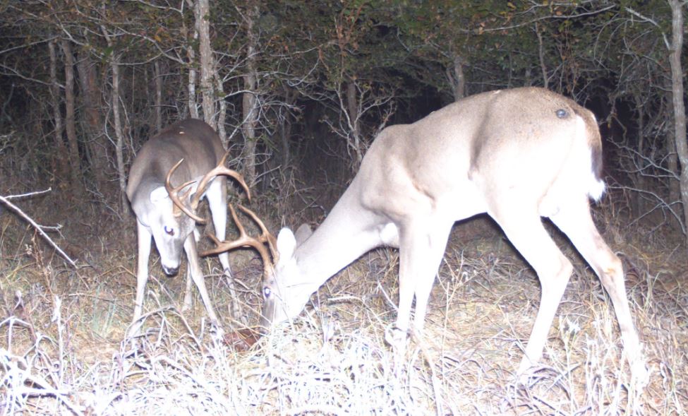 Using Game Cameras for Pre-Season Deer Scouting