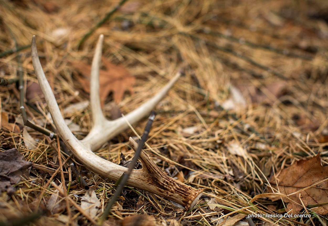 An antler shed from a buck.