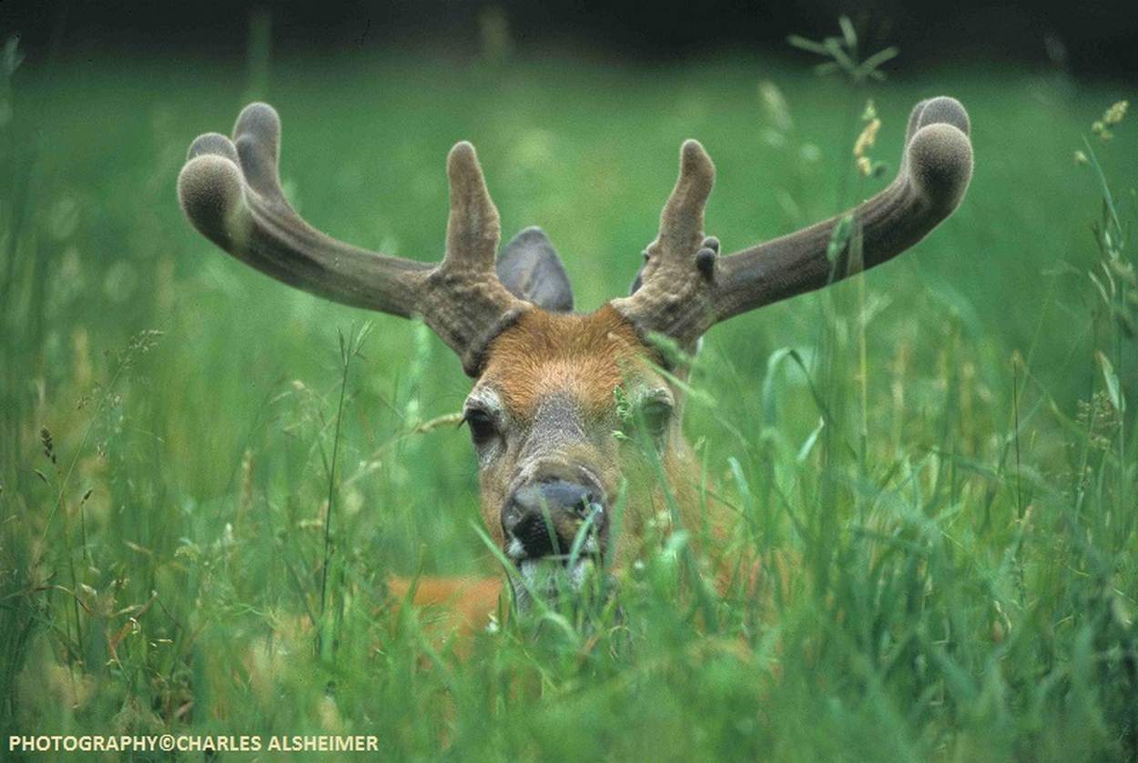 What are deer antlers?