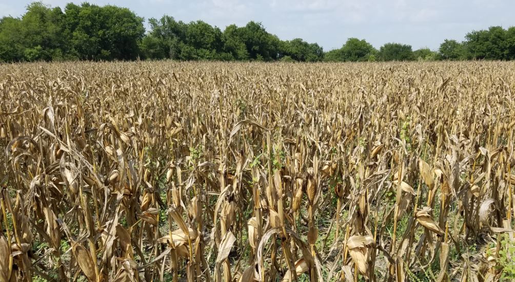 Problems with Feeding Corn to Deer