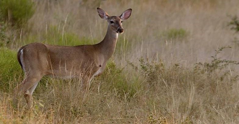 CWD Spread by Bucks and Does