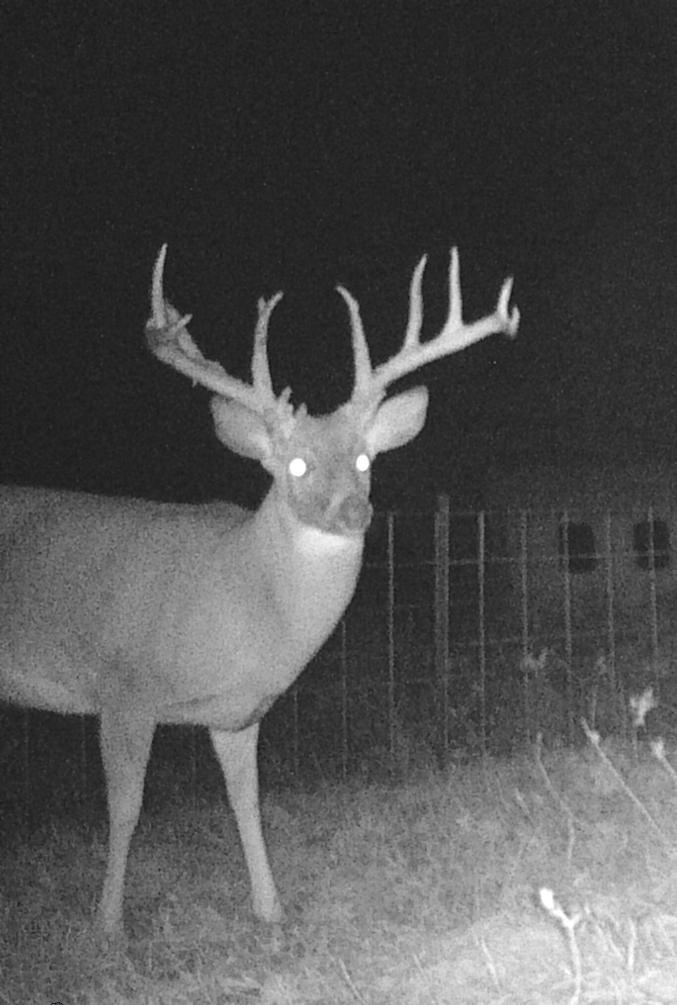 Sweet Poached this Monster Buck in Grayson County