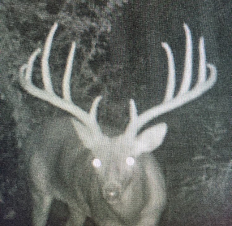 Pattern Bucks with Game Cameras