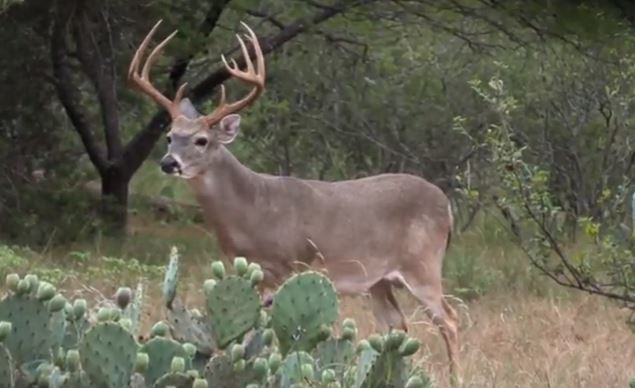 Opening Day of Texas Deer Hunting Season 2017