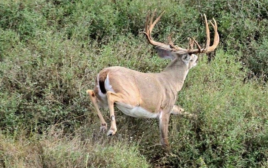Ranch Manager Busted in Texas - Illegal Deer Hunting in Live Oak County