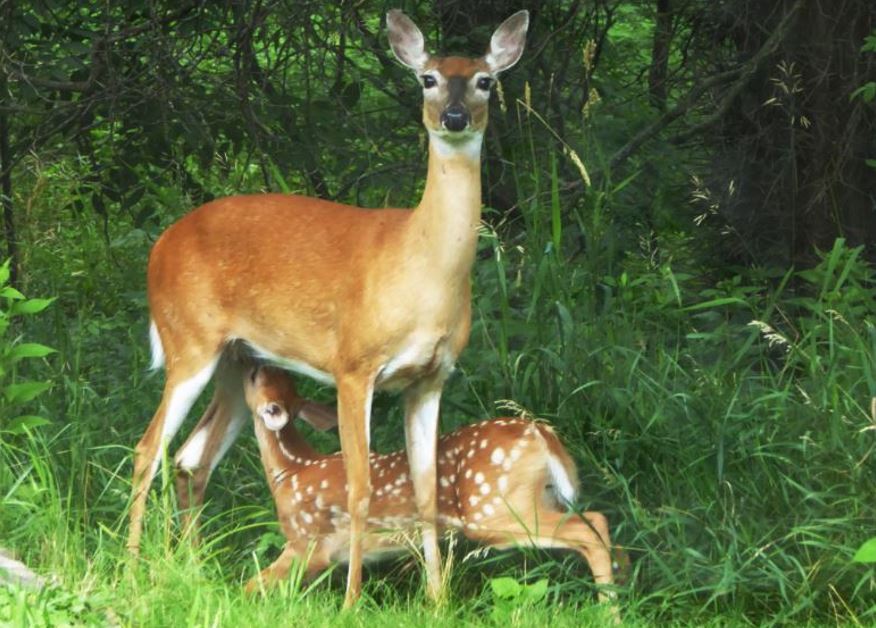 Doe with Swollen Milk Bag?