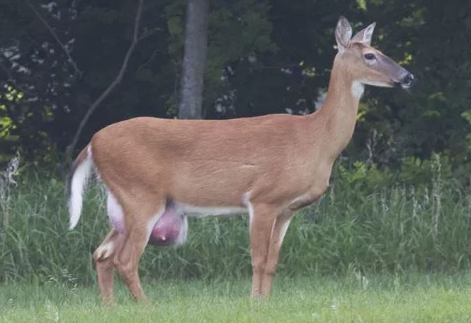 Mastitis in Whitetail Deer