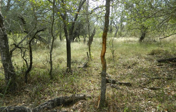 Deer Hunting for Early Season Bucks