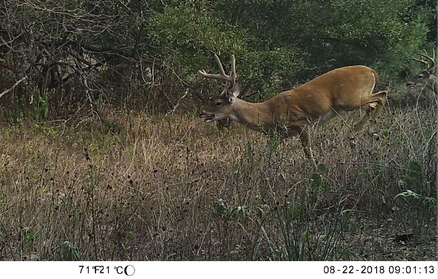Deer Hunting the Early Season