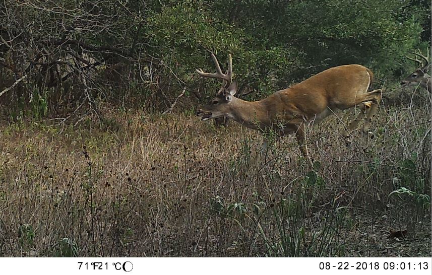 Texas Deer Study Group Meets in Hill Country