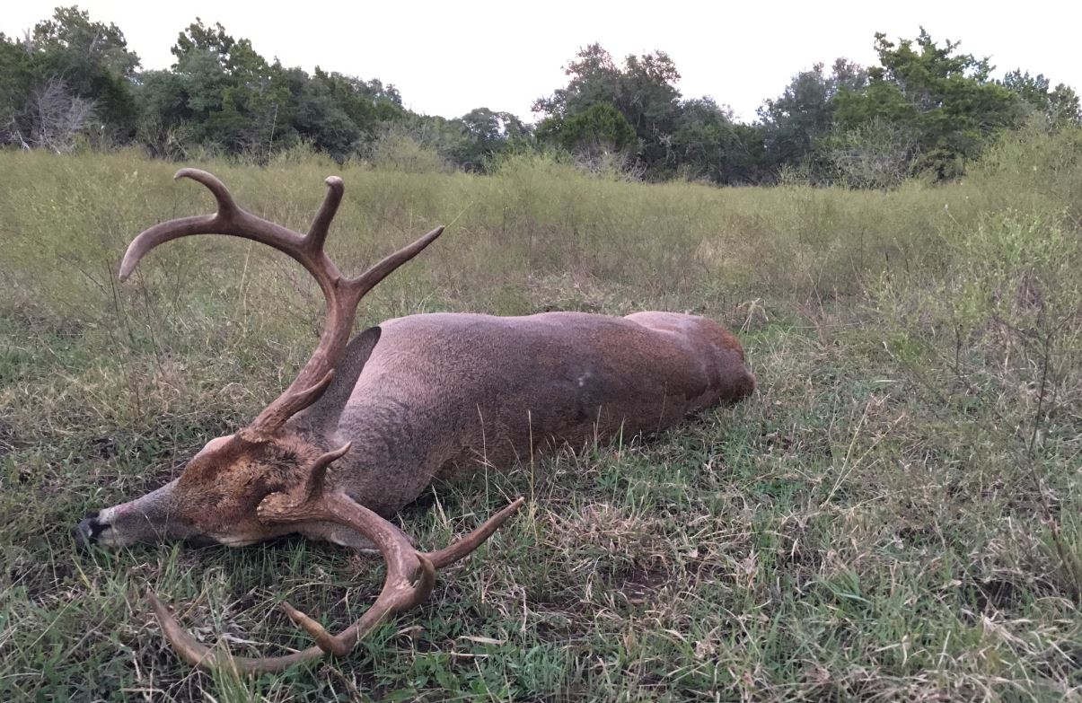 Increase Antler Growth in Bucks