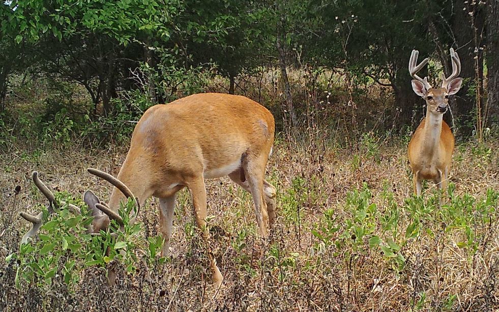 Managing Small Properties for White-tailed Deer