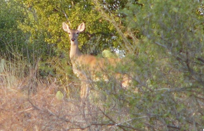 More Doe Days in Texas