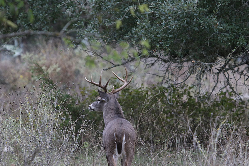 Tips for Deer Hunting Success