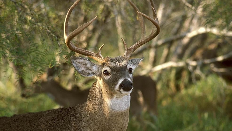 Texas Whitetail Deer Hunting Season Underway