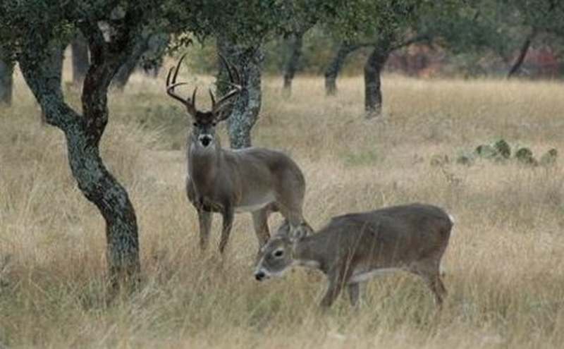 Deer in Llano County, Texas