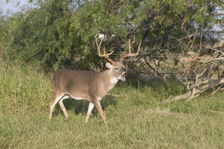 Big Nontypical Buck Found in Oklahoma