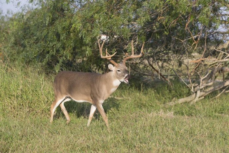 Giant Buck Tennessee