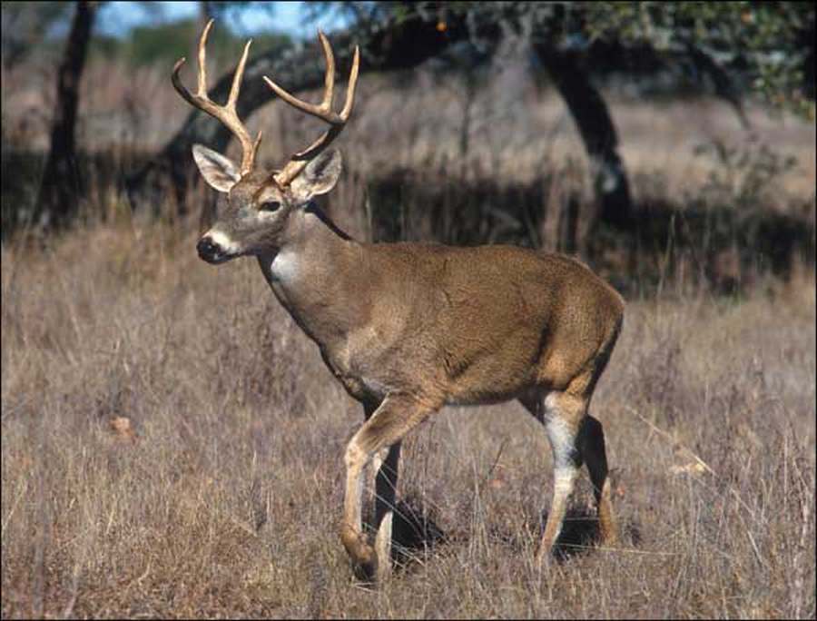 Chronic Wasting Disease Found in Del Rio, Texas