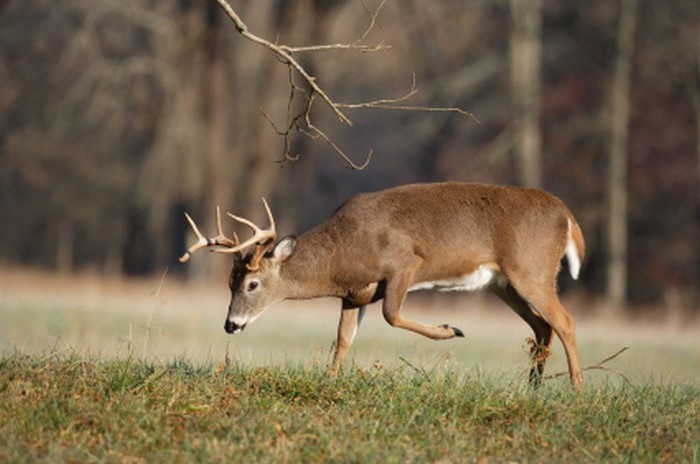 Where Do Bucks Go During the Rut?