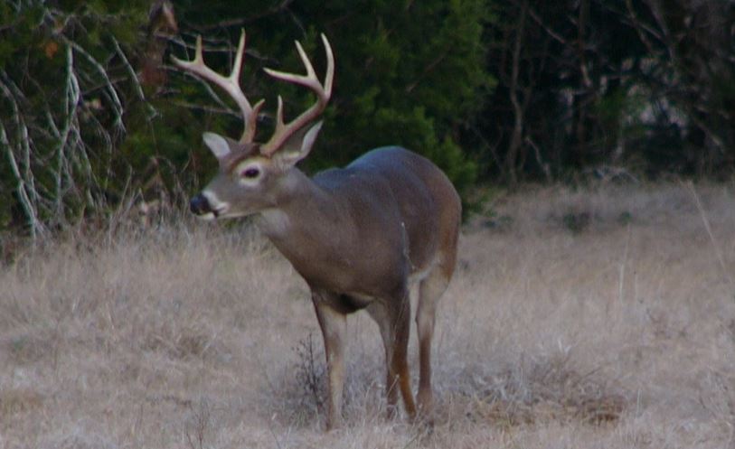 MLDP Fees: Costs for Deer Management Program?