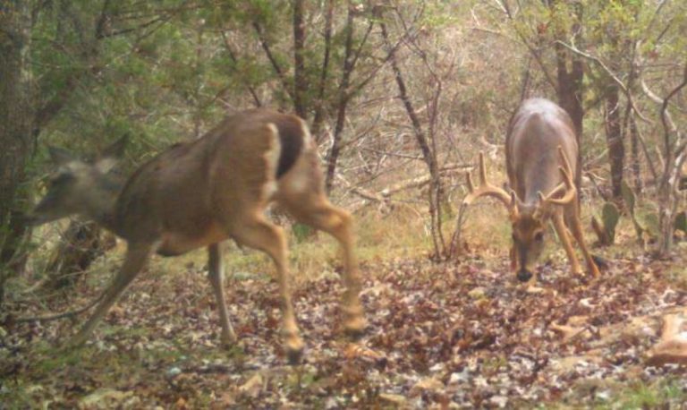 Where Do Bucks Go During the Rut? Movement During the Rut