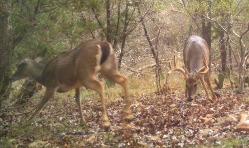 Where do Bucks Go During the Breeding Season?