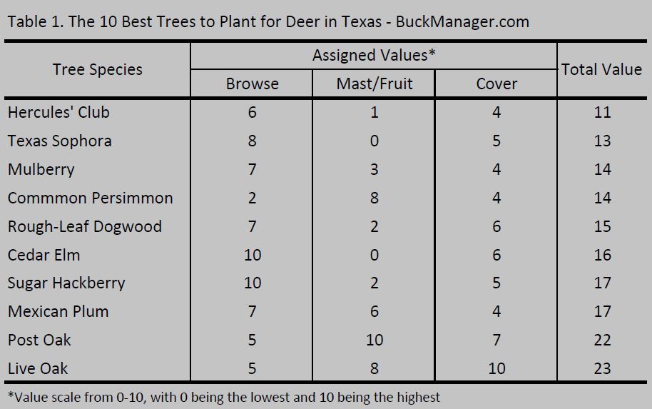 The Best Trees for White-tailed Deer in Texas
