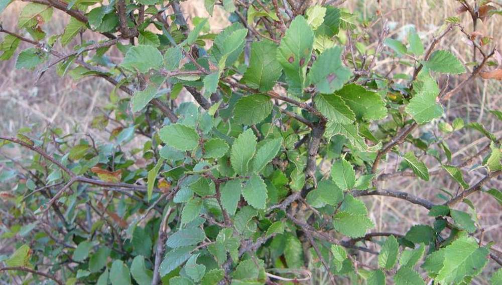 Cedar Elm - The leaves of this tree provide forage for white-tailed deer.