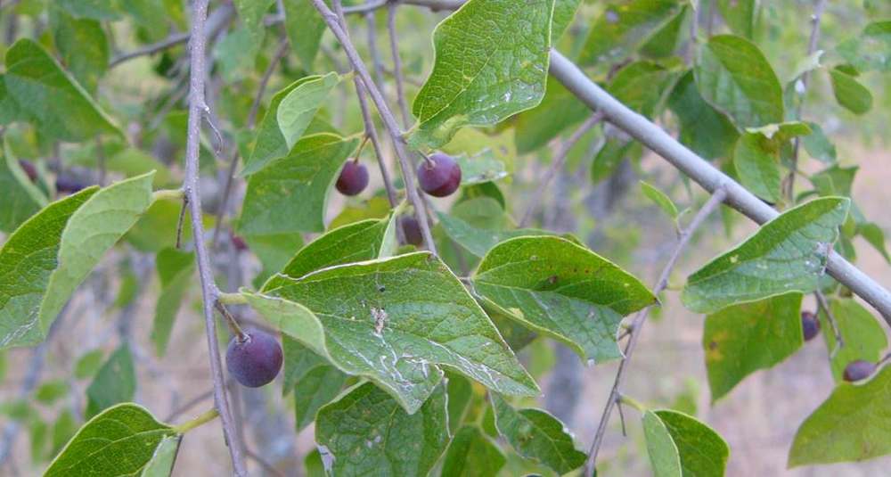 Sugar Hackberry - A Great Browse Tree for Deer