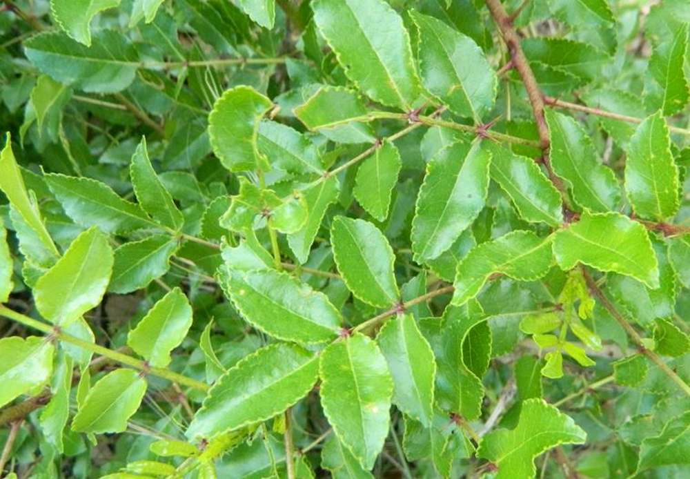 Hercules' Club, also known as Prickly Ash, is a good tree for whitetail.