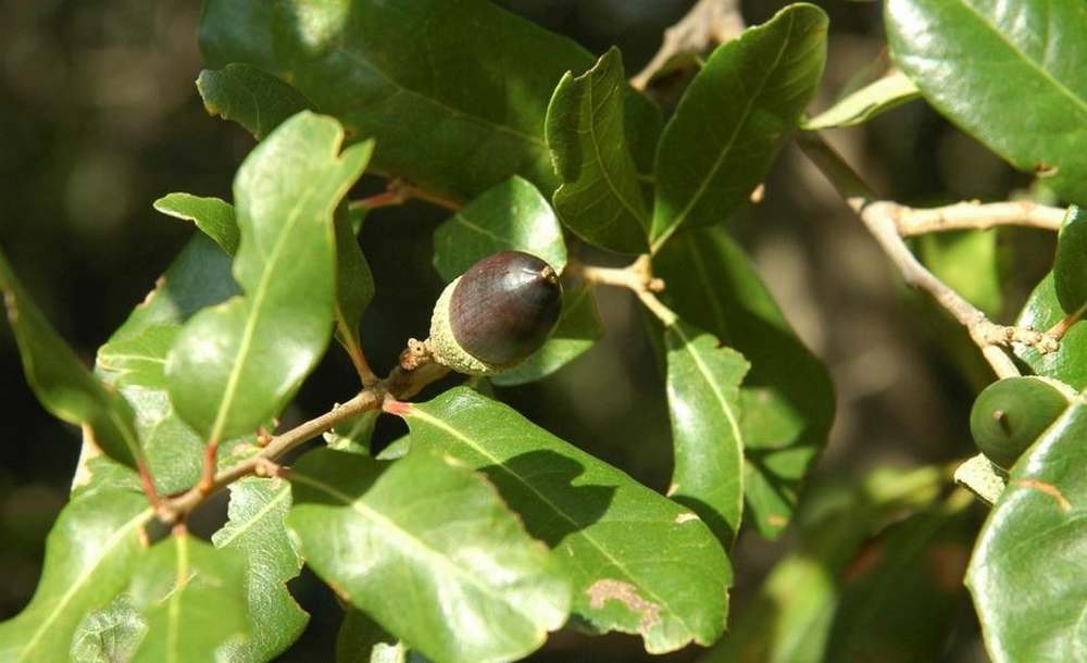 Live Oak is the overall best tree to plant for deer in Texas.