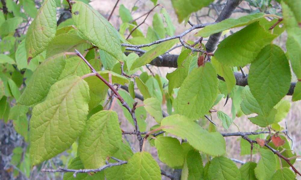 Mexican Plum is a great tree to plant for deer.