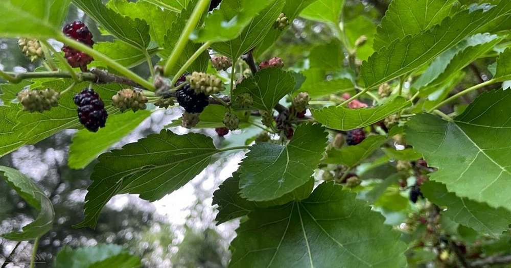 Mulberry trees are great for deer and other wildlife.