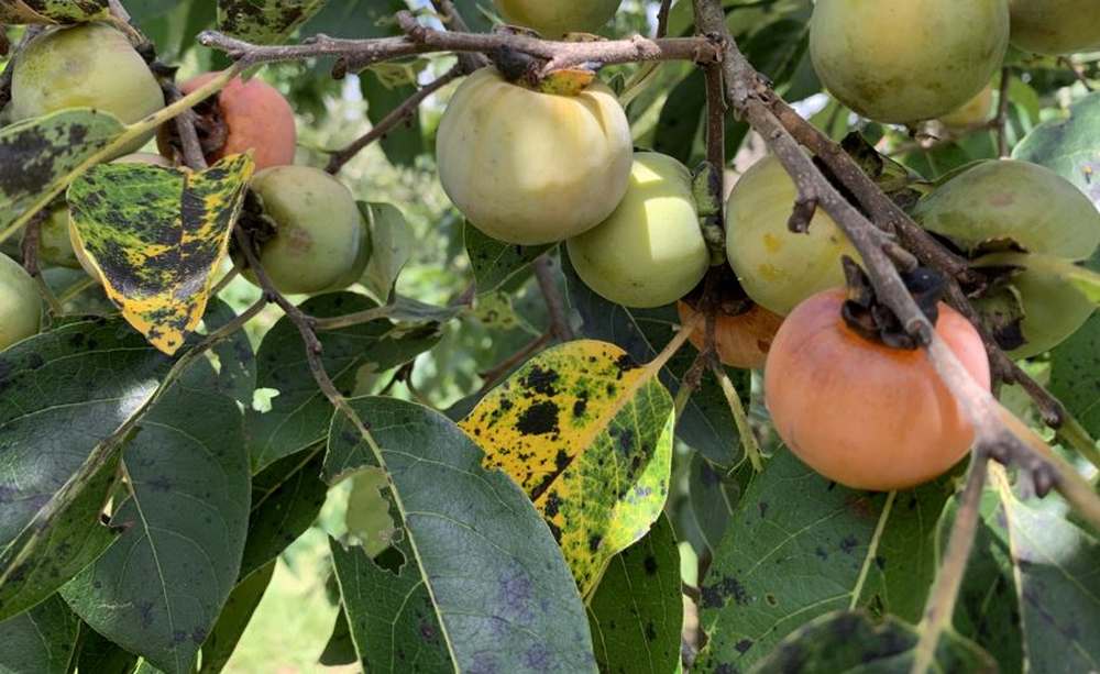 Plant Common Persimmon trees to attract deer.