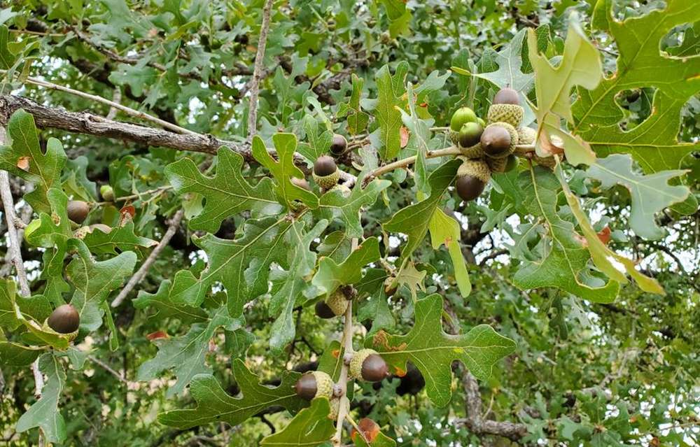 The leaves and acorns of Post Oak trees provide good deer foods.