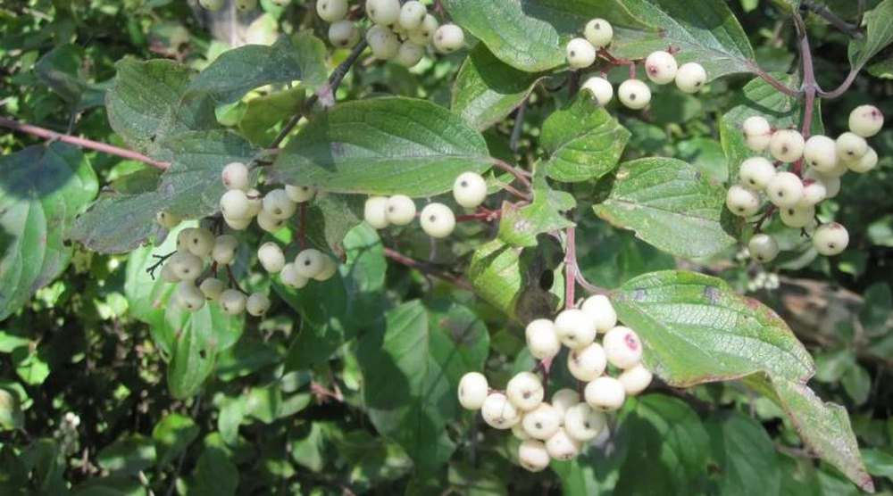 Roughleaf Dogwood trees provide good browse for white-tailed deer.