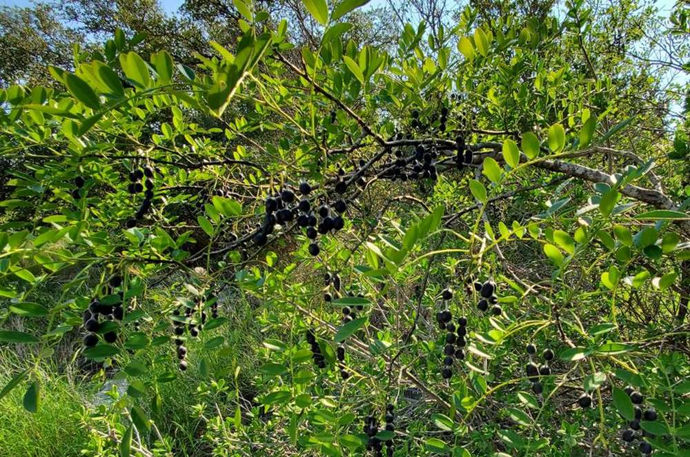 Texas Sophora is a preferred deer tree in central Texas.