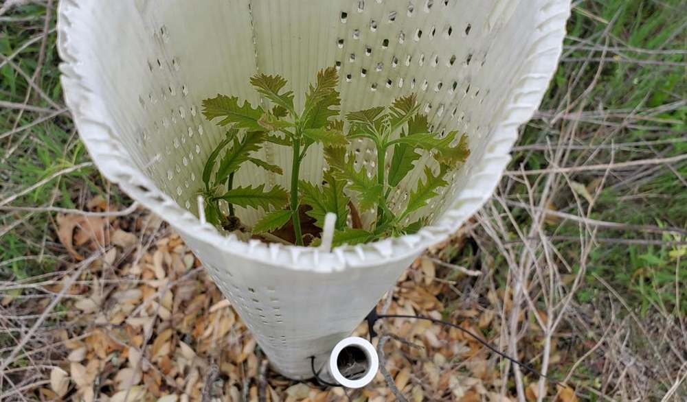 A tree tube protects a young oak planted to improve deer habitat.