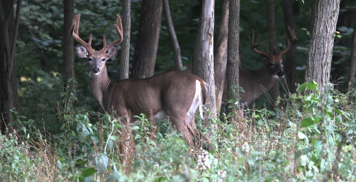 Early Season Deer Hunting