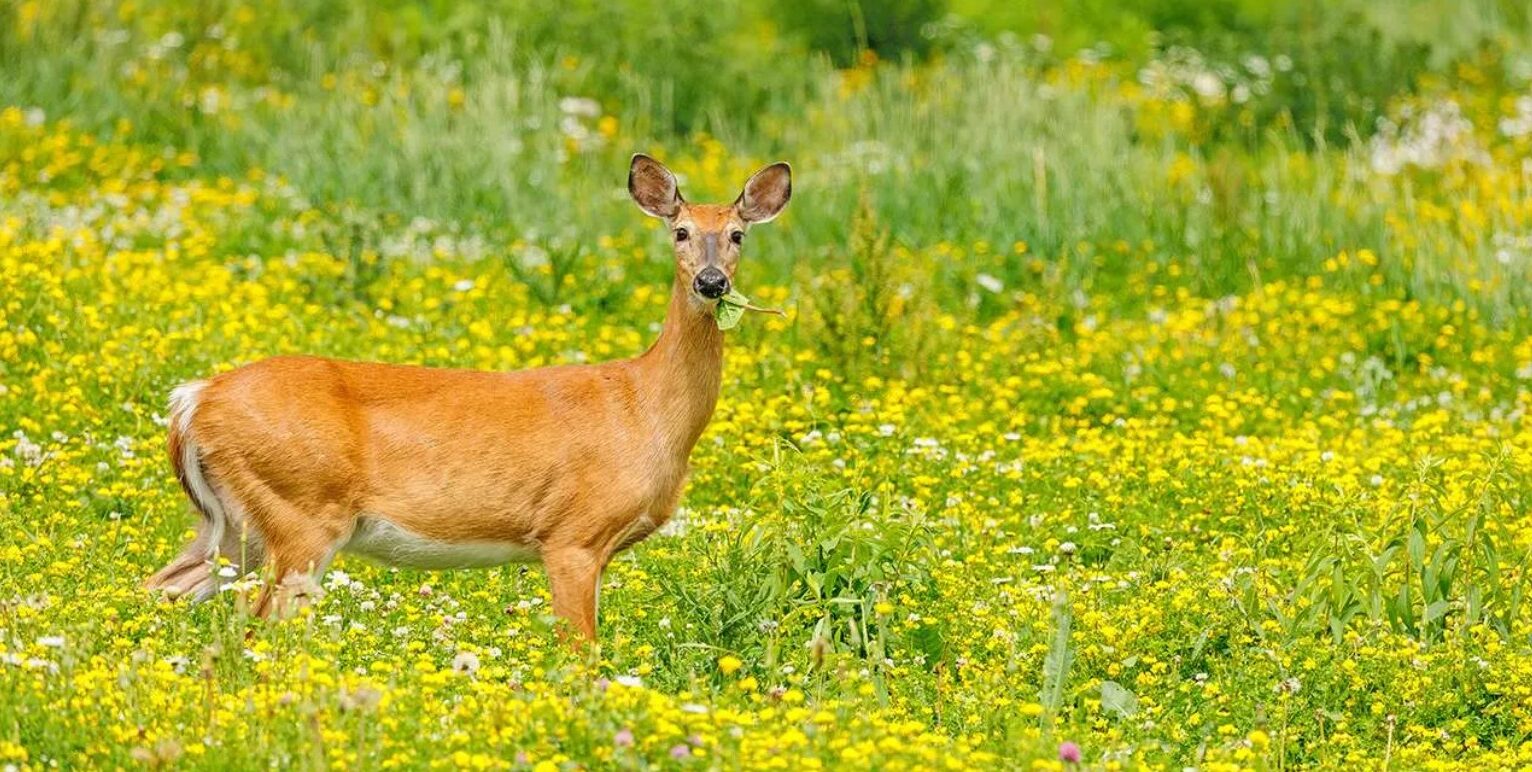 White-tailed Deer Habitat Management Through Mowing