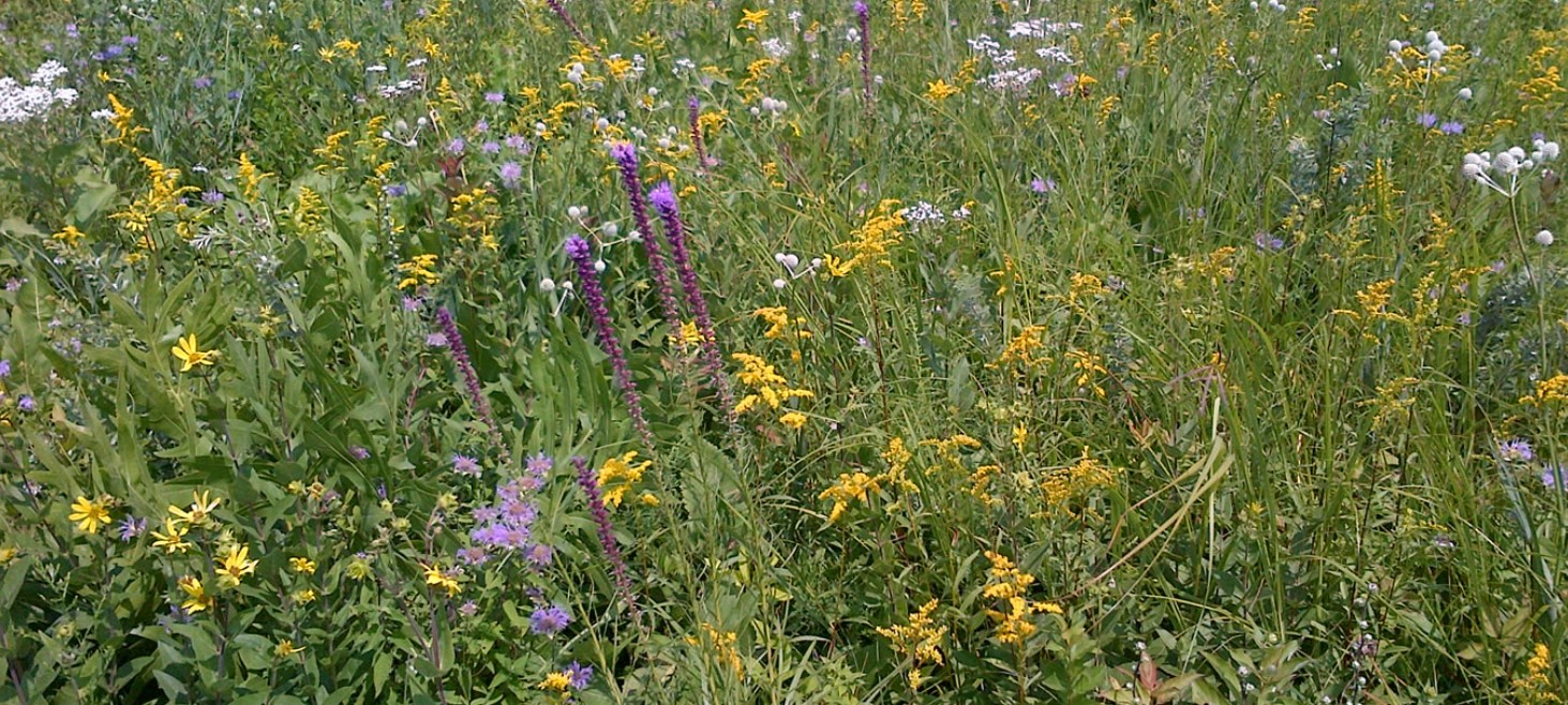 Mowing to Improve Deer Habitat