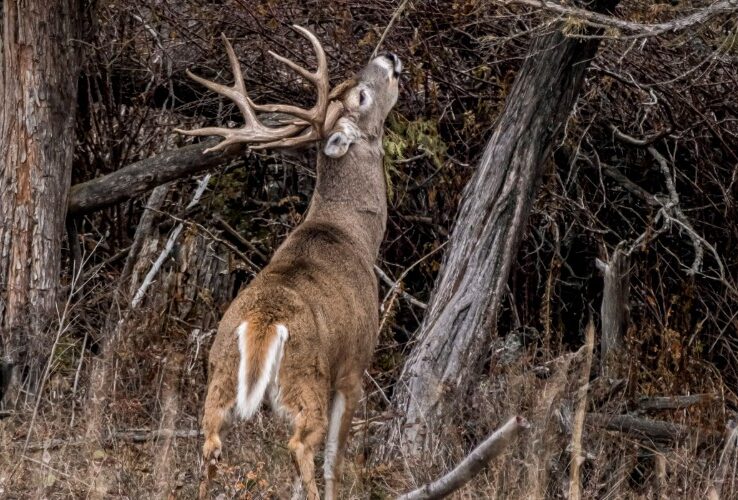Texas Deer Hunting Season 2025