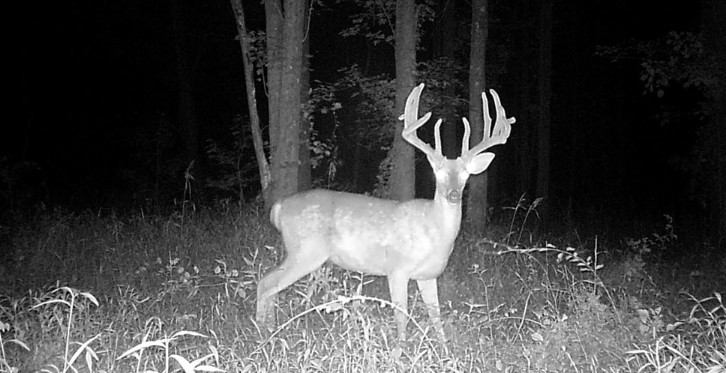 Texas Deer Hunting Forecast