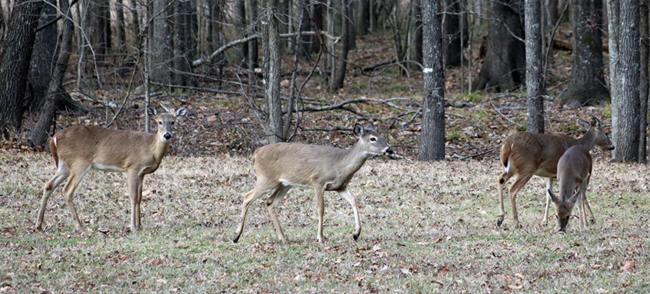 December Deer Hunting Tips