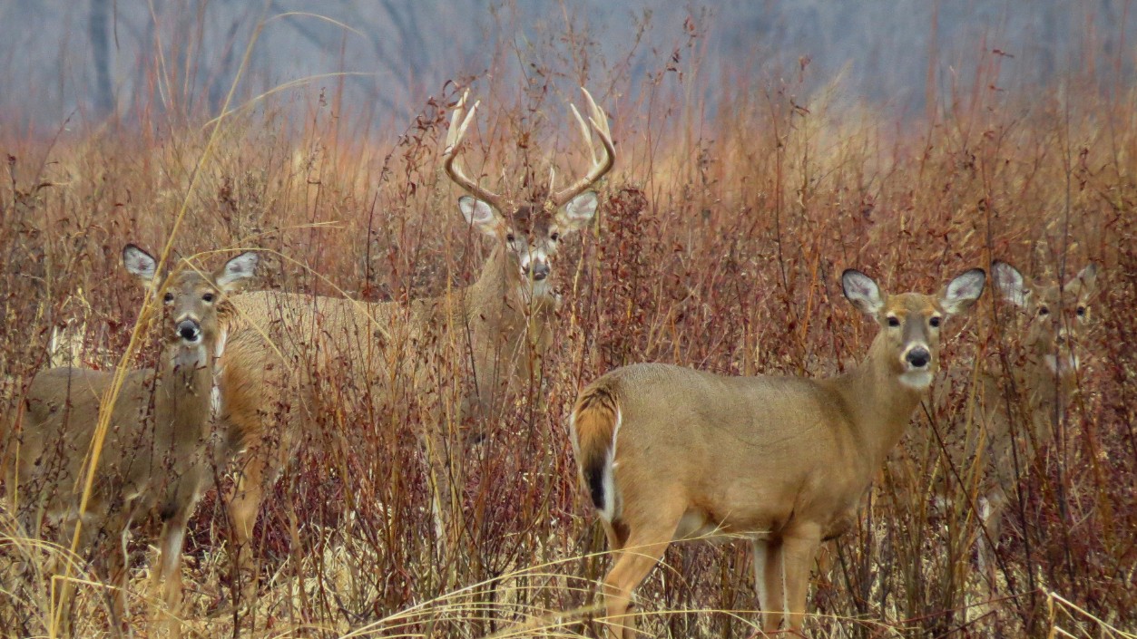 The Best Land Management Practices for Whitetail